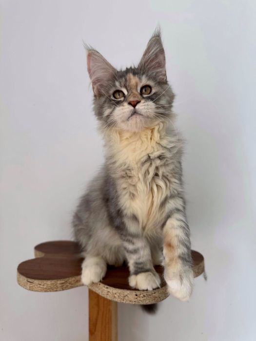 Maine coon cu pedigree felisa autorizata