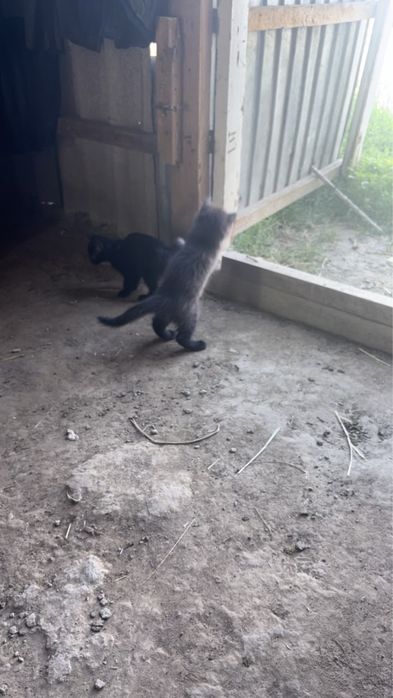 Котята отдам добрый руки