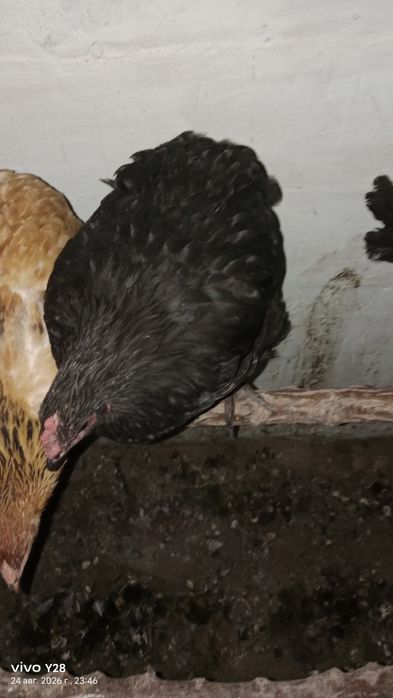 Продам кур и петухов молодняк