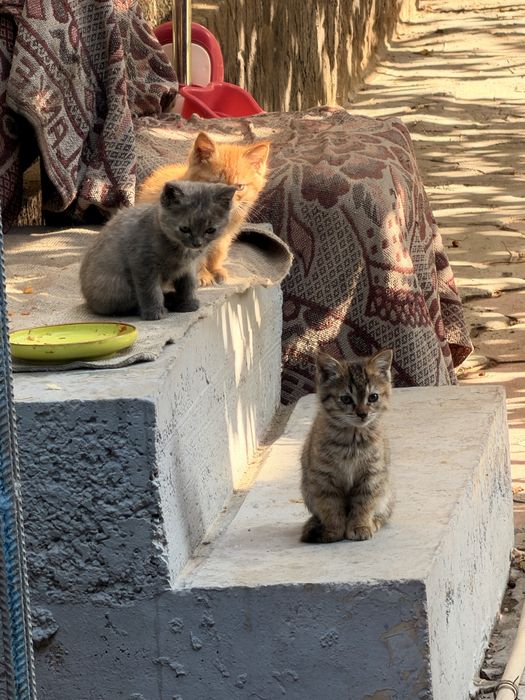 Котята отдам бесплатно кошки