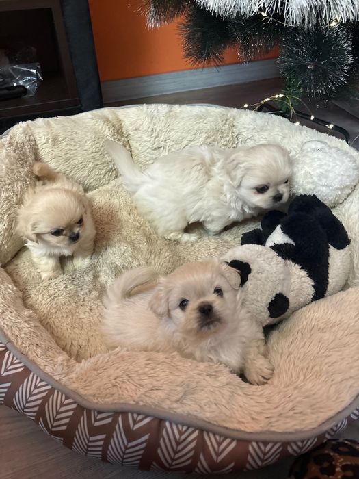 Кралски пекинези