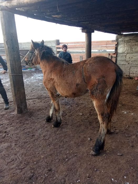 Жабаглар сатам Баянауыл