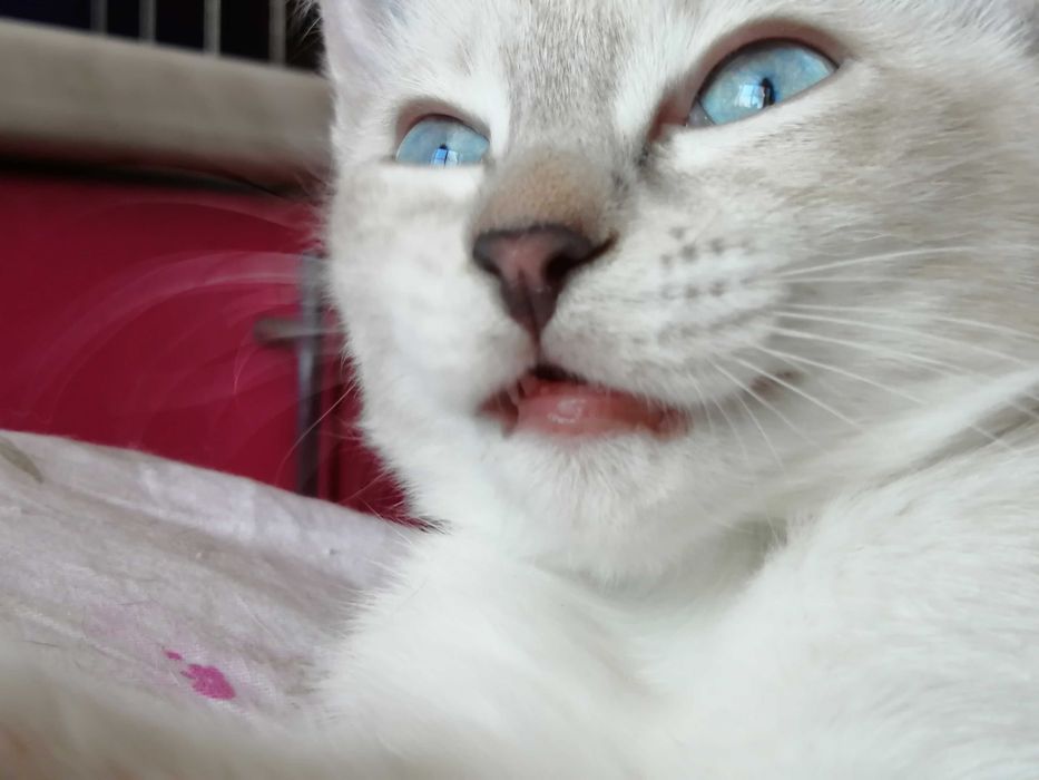 !!! Окрас Silver Point Тайская Принцесса !!!