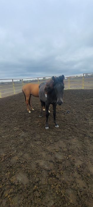 еркек тай сатылады