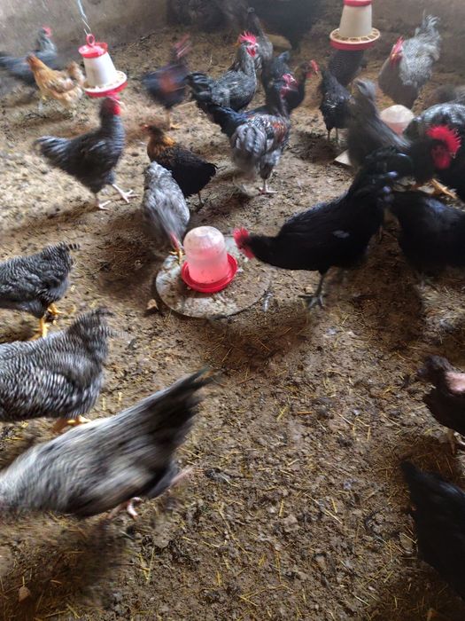 Vând cocosi de șase luni