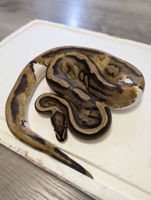 Piton Regal ( Ball Python)