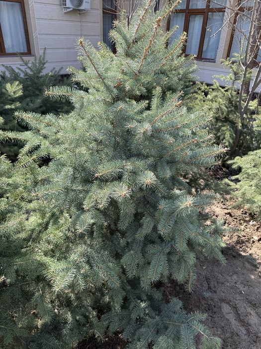 Xar xil archalar bor