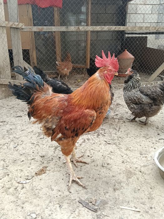 Продам молодой петухи