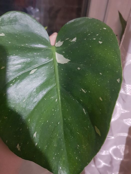 Продам монстеру Тайское созвездие.