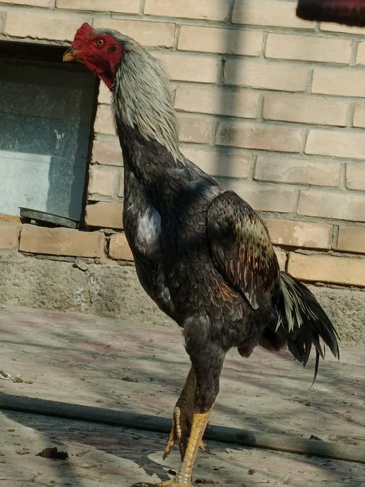 Dakan xo'roz sotiladi