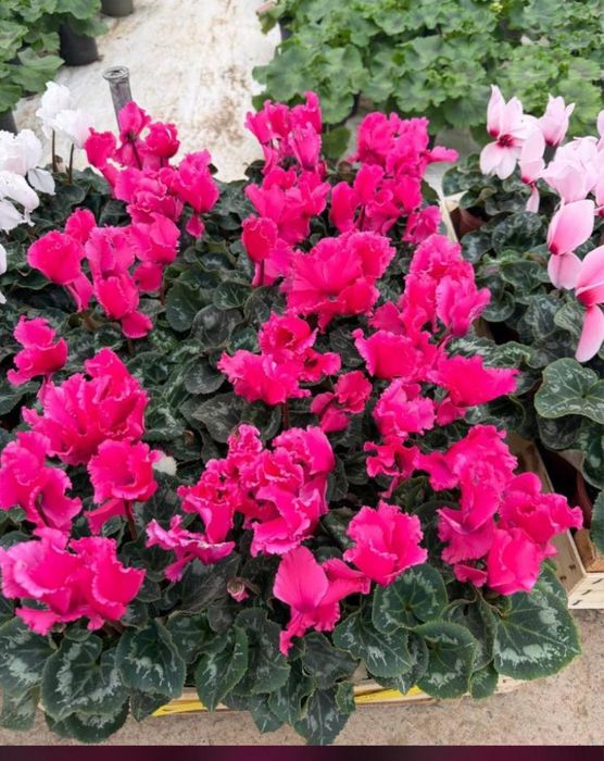 Продаю цветочки