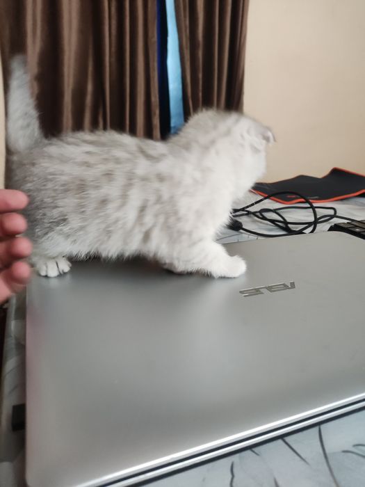 Продаются чистокровные котята