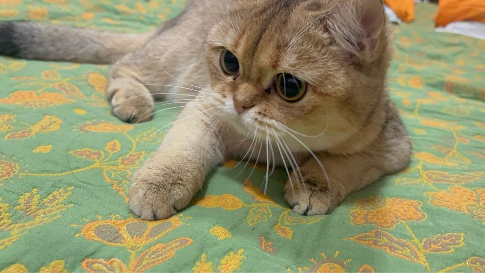 Чистокровная кошка.Британская золотая шиншилла.Девочка