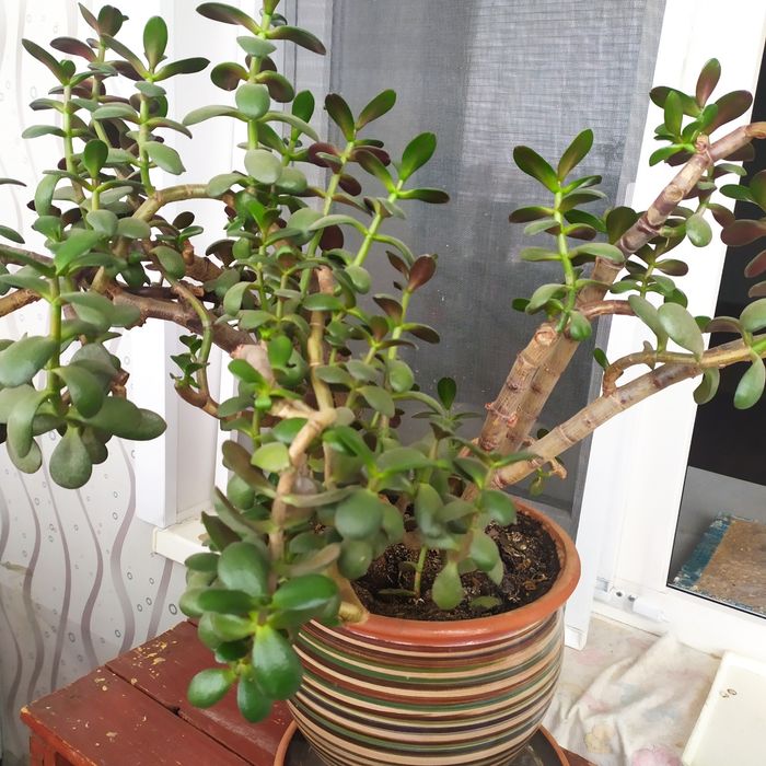 Алоэ, денежное дерево