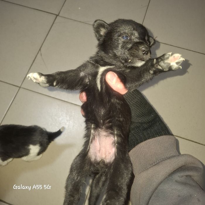 Отдам щенков в добрые руки