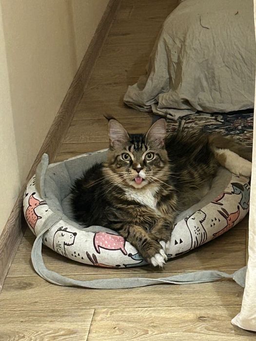 Отдам девочку мейнкун