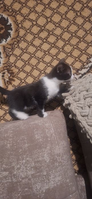 Отдам котят в хорошие руки!