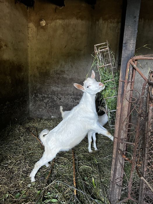 Vand tapusor de 3luni Saanen ciut