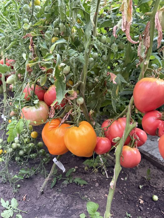 Продам помидоры домашние!