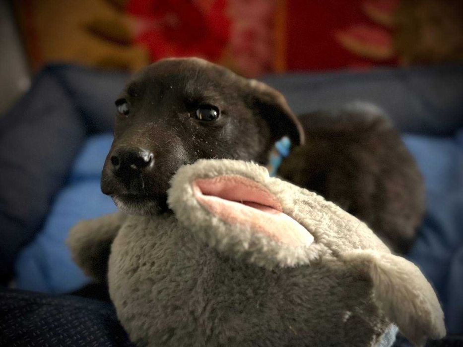 Собака щенок девочка