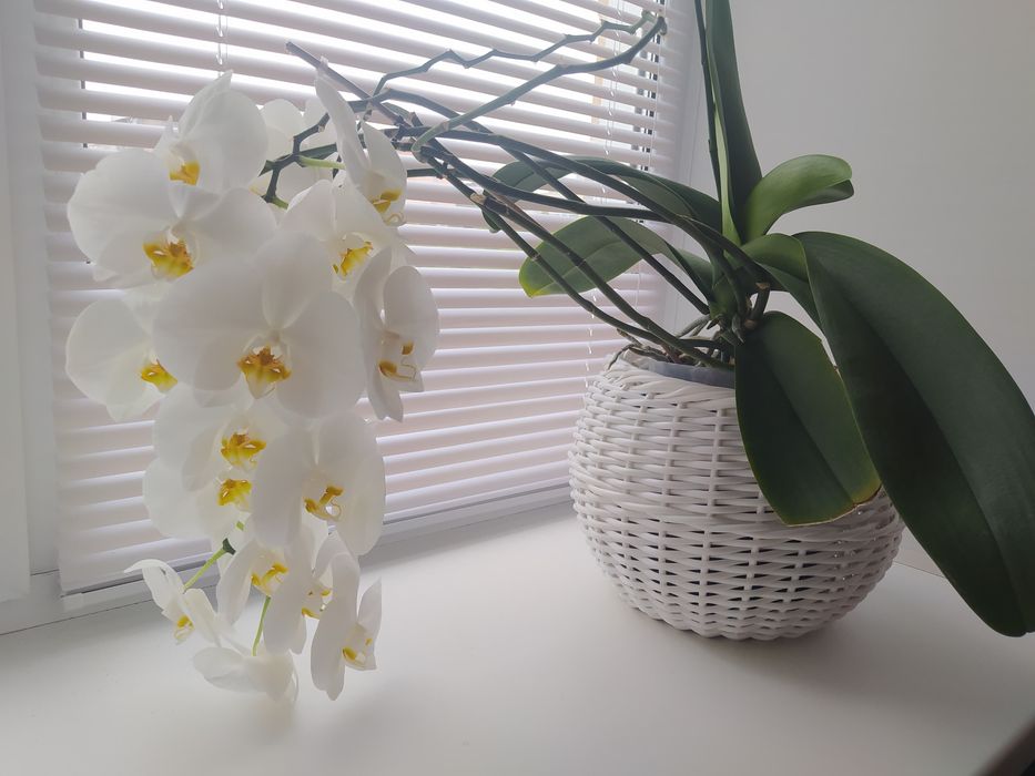 Кашпо, корзинки из ротанга