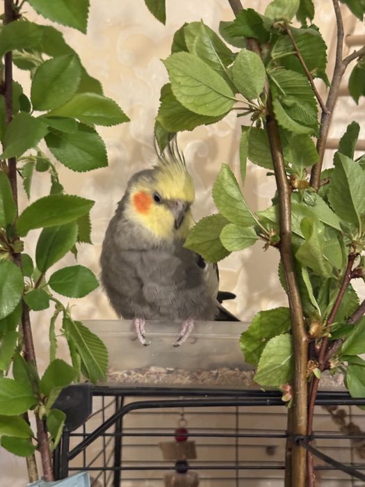 Продам ручных попугаев (девочка и мальчик)