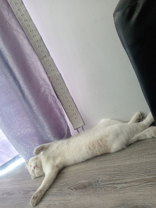 скотиш фольд сотилади