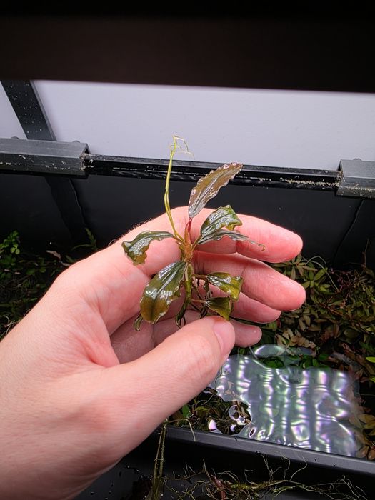 Pachet Bucephalandra