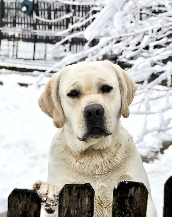 Labrador Retriever galben cu Pedigree valoros