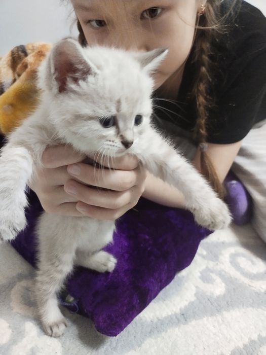 Продам котят девочка породистый