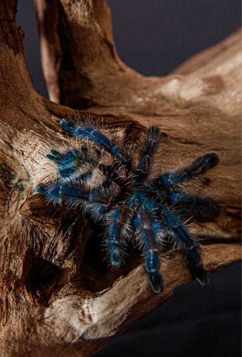 Tarantule si alte nevertebrate