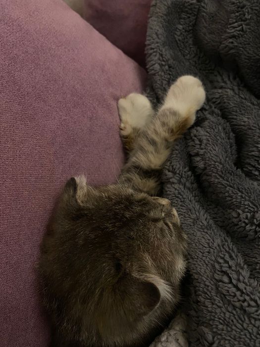 Скоттиш фолд(вислоухая)