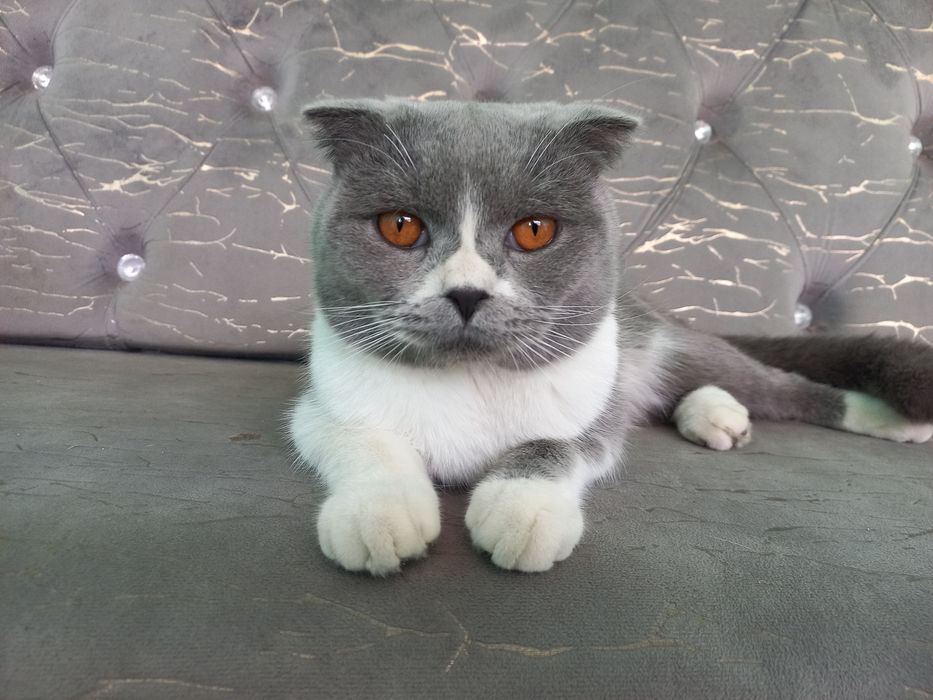 Кот малчик 7 месец умный