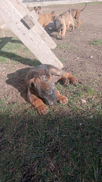 Бельгийская овчарка күшіктер сатылады