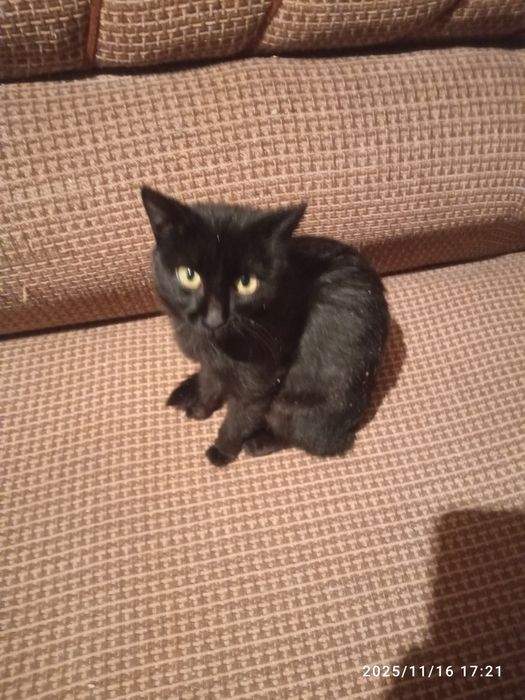 Отдам кошечку 2 года