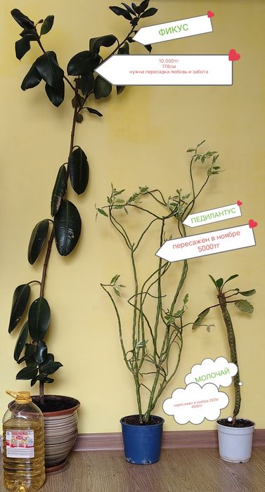 Комнатные растения продаются