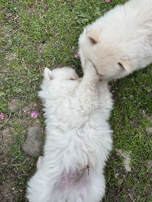 Мини померани