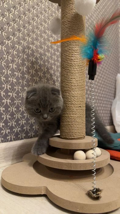 Продаётся котёнок шотландская вислоухая Scottish Fold девочка