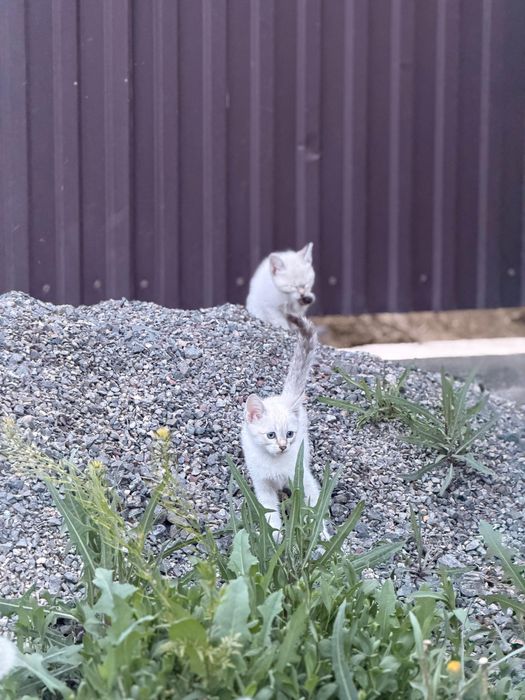 Отдам котят в добрые руки