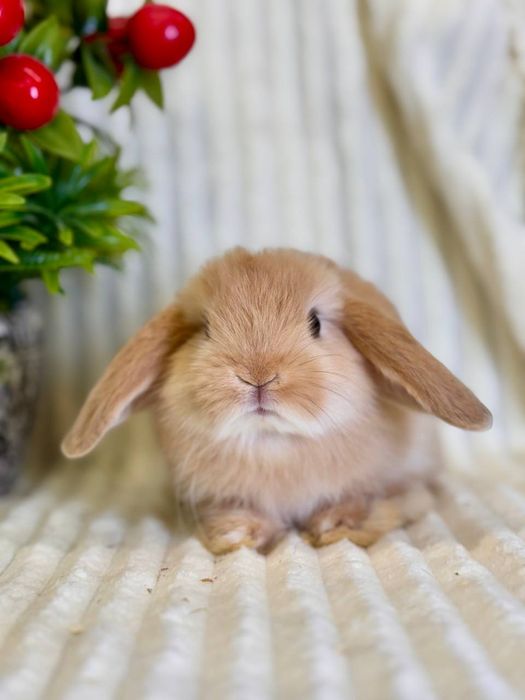 Karlik Baran Gold.Quyon bolasi. DEKORATIV KARLIK BARAN