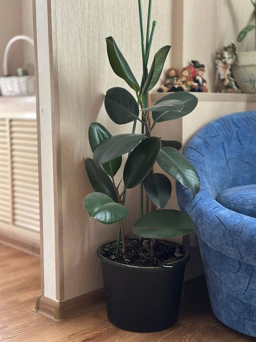 Фикус черный принц