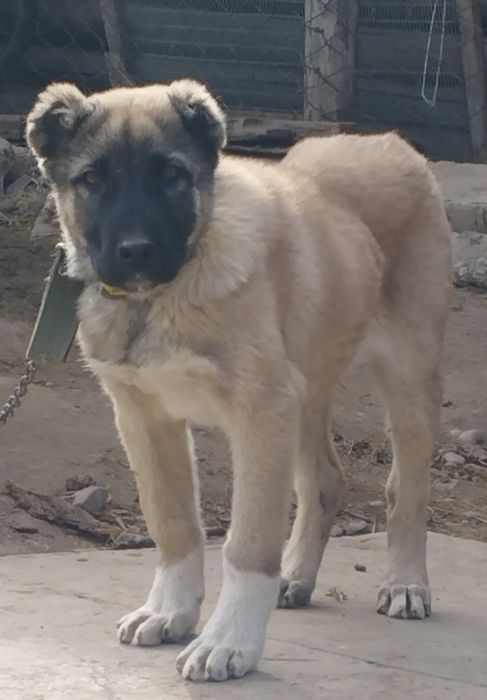 Щенок Алабая кобель (мальчик)