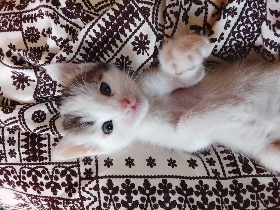 Отдам даром рукам котят