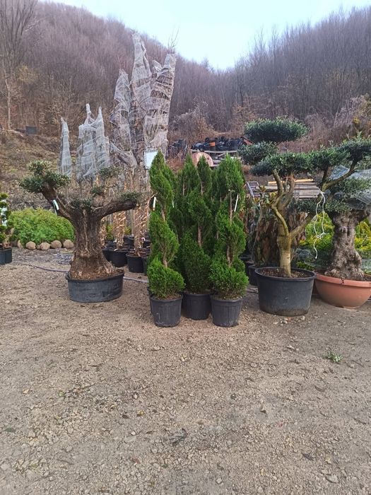 Chiparos/ tuia smarald columna Magnolia brazi pin, Salcie pletoase