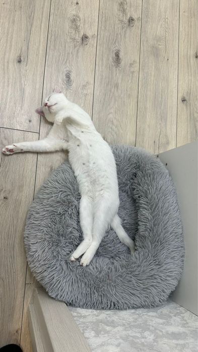 Отдаем кошку в ласковые руки