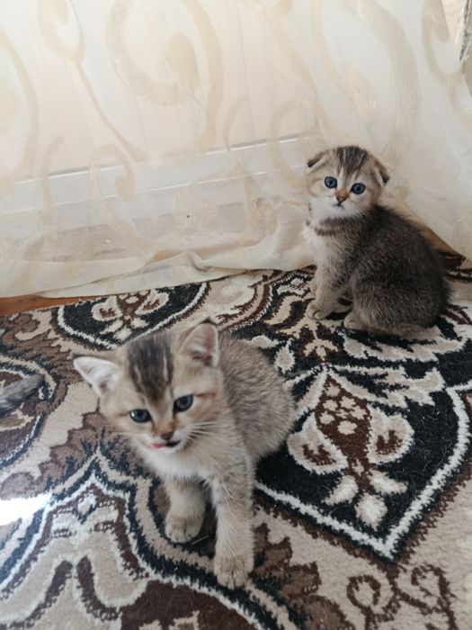 Самые милые котята Золотистые шиншиллы готовы к продаже