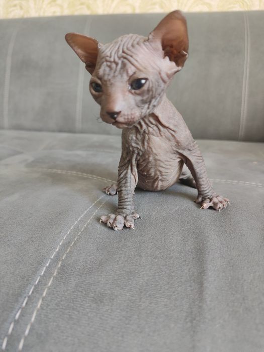 Продам котят донского сфинкса.