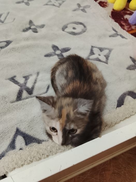 Пристраивается девочка в добрые руки.