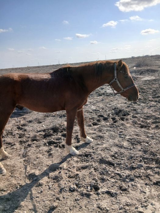 Селхоз Животные лошадь