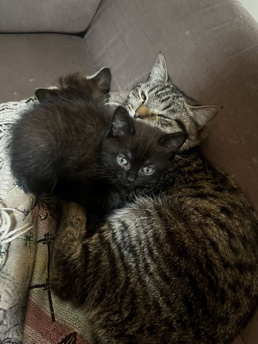 Продам двух котят девочек